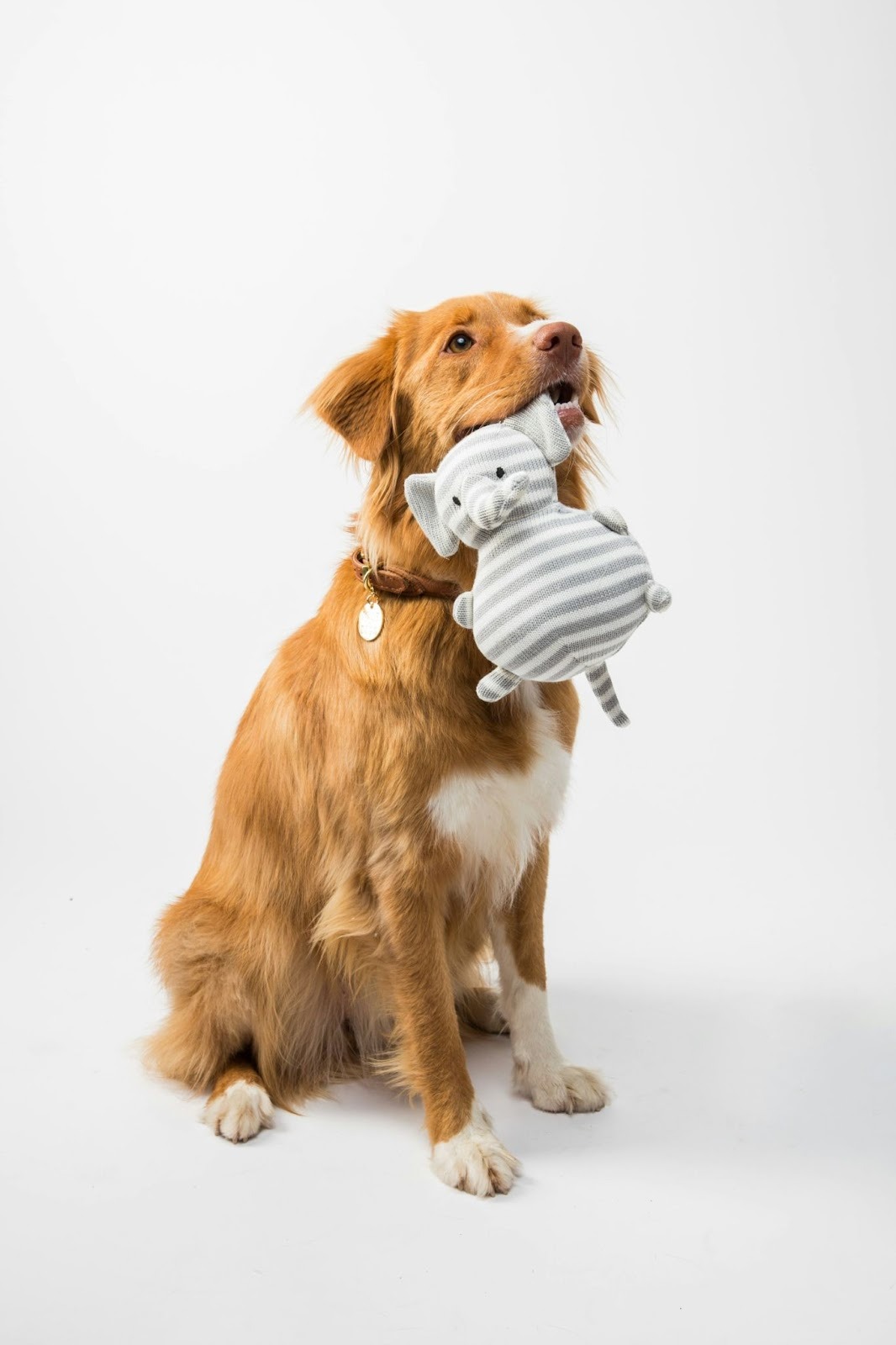 Sourcing Matters: Choosing Ingredients You Can Trust in Dog Treats 