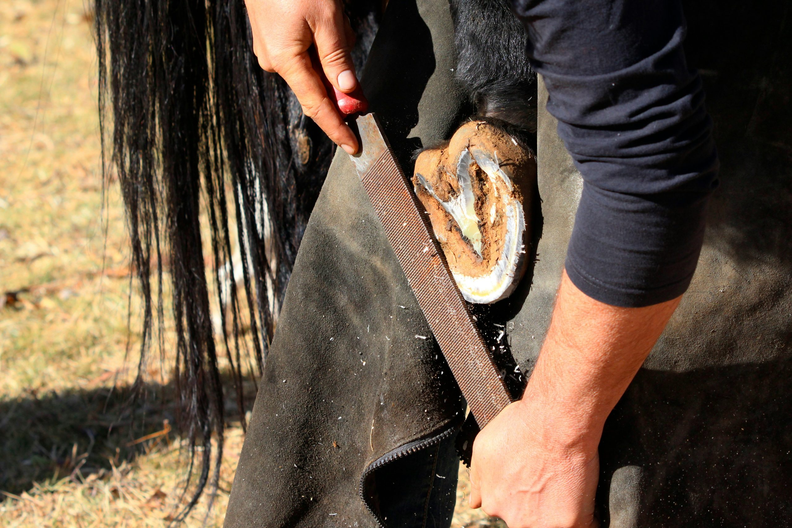 Why the Right Rasp Matters for Effective Hoof Care